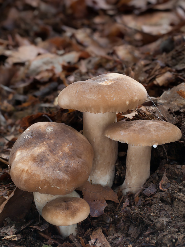 Lactarius ruginosus